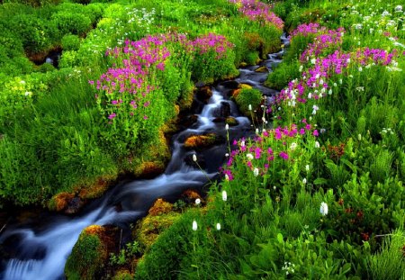 Walking in wonderland - pretty, wonderland, summer, walking, creek, stream, grass, walk, flowers, waters, paradise, nice, greenery, beautiful, lovely, river, nature, green