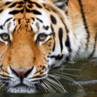 Bathing Tiger