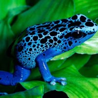 Blue Frog