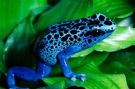 Blue Frog - colorful, leaf, blue, frog