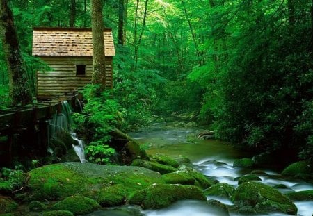 Green Forest - green, nature walk, forest, green forest