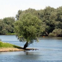 Tree by the river