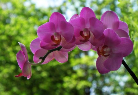 Orchids - flowers, orchids, pink, nature