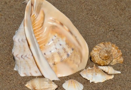 SEASHELLS - shells, oceans, beaches, sea, coastal