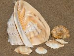 SEASHELLS