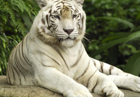 *** White Tiger *** - white, tiger, lies, green