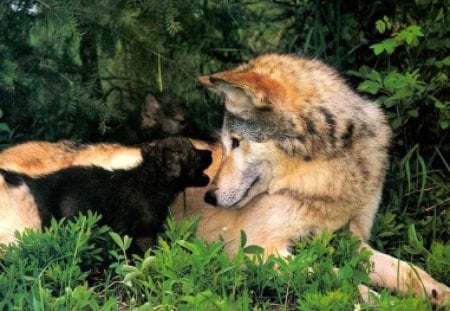 Listen Mom - white, wolves, brown, black, mother, pup, grass