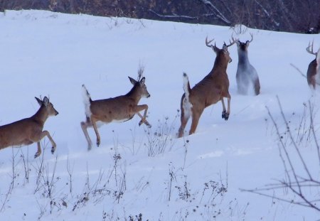 Free To Roam - nature, wildlife, animals, doe, snow, fawn, bucks, herd