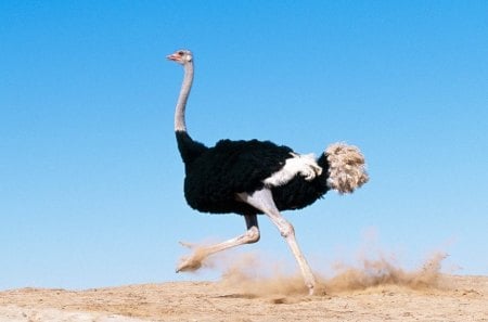 COCK OF THE WALK - flightless birds, ostriches, kalahari, desert, africa, plumes, birds