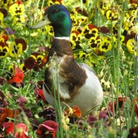 PULVERISING THE PANSIES