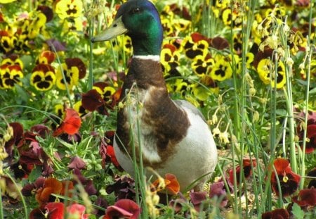 PULVERISING THE PANSIES - wildlife, pets, gardens, plants, pansies, ducks, mallard, flowers, birds