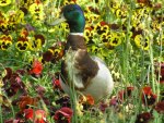 PULVERISING THE PANSIES