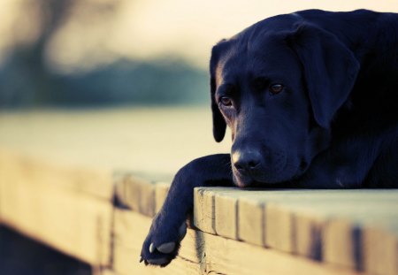 Missing You - sadness, photography, sad, lab, black, labrador, missing you, dog, sweet, black lab, cute