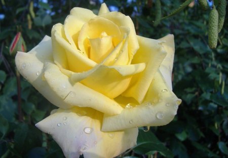 BUTTER YELLOW BEAUTY - flowers, roses, beautiful, gardens, perfection