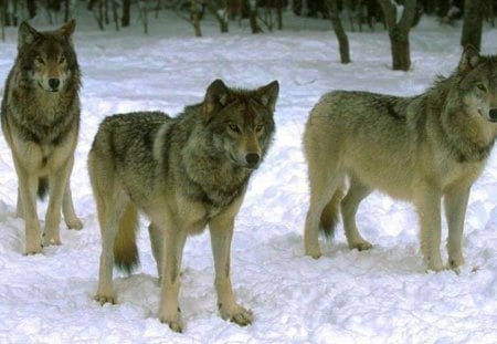 Wolf Pack Waiting On The Hunt - grey wolf, nature, snow, wolf pack, animals, wildlife