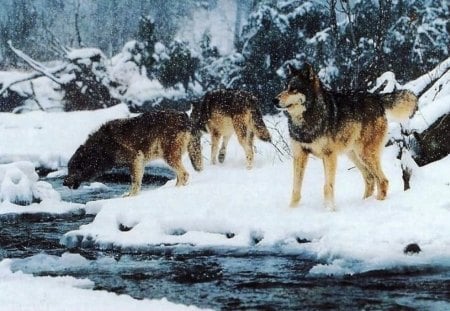 Winter Wolf Pack - wildlife, animals, pack, pups, nature, snow, grey wolf