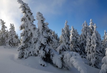 Heavy Snowfall - sky, storm, winter, trees, nature, snow