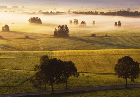 beautiful fields in morning fog - trees, fog, fields, morning, farms