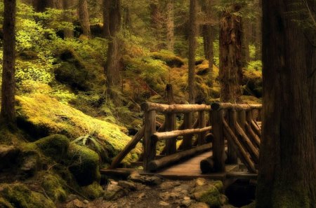 Hidden Bridge - nature, wildlife, trees, forest, moss, bridge, rocks