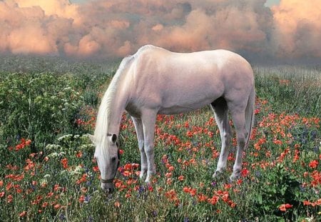 Flowers On The Hill - wildlife, hill, animals, flowers, ponies, nature, white horses