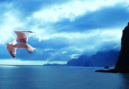 Flight In Blue - white birds, nature, blue, ocean, animals, wildlife