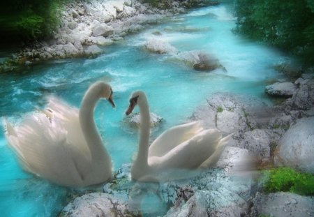 SWAN_LOVE - birds, water, rocks, leaves