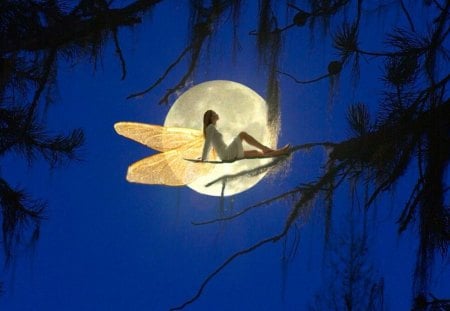 moon fairy - moon, trees, blue, wings