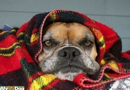 Too cold to get up today! - boxer, cold, sleepy, blanket