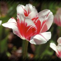 Variegated Tulips F1