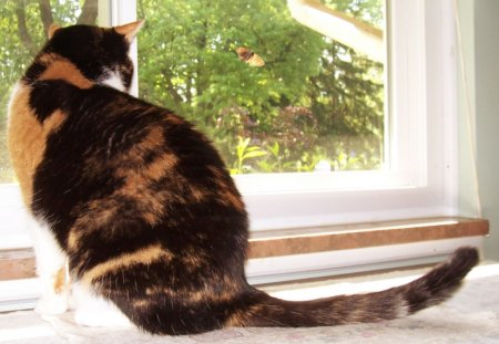 Calico Cat VS Calico Moth - moth, calicos, window, cats, kitty cat, fe1ine, calico, kitty