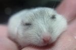 Cute Sleeping Hamster