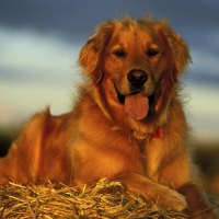 Golden Retriever In Hay