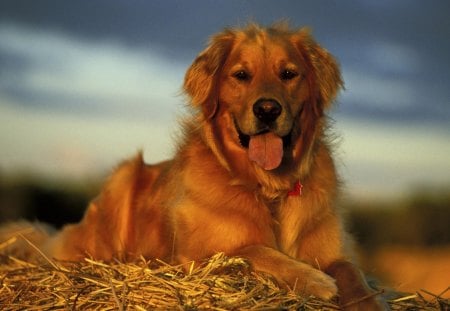 Golden Retriever In Hay - nature, labrador, hay, animals, golden retriever, pets, puppies