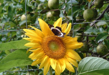 With a SunFlower for the first time♥