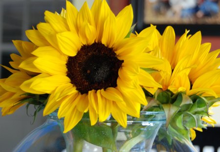 SunFlower LOVE Is Magicâ™¥ - love, sunflower, sunshine, always, magic, fashion, summer, bouquet, entertainment, annie, precious, forever, yellow, warm, arrangement, cheerful