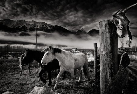 wild west - west, black and white, horses, wild