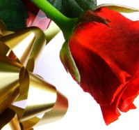 Red LOVE Roseâ™¥