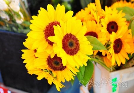 My love affair with this happy Yellowâ™¥ - sunshine, sunflowers, feng shui, annie, yellow, forever, intense color, love, fresh, always, bouquets, light, fashion, brilliant, shiny, entertainment, bright, precious, positive, energy, arrangements, happy