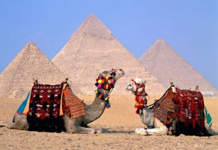 Pyramids & Camels - colorful, nice, cool, good