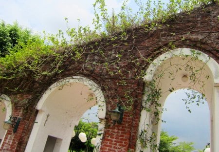 Lovely  plants on the red brick wall - on the wall, sky, plants, red brick wall, lovely