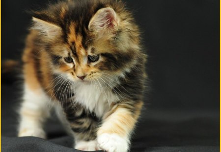 fluffy kitten - fluffy, animals, cats, kitten