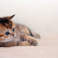 cute kitty