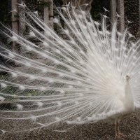 Beautiful white peacock