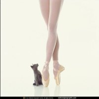 Ballerina Kitten