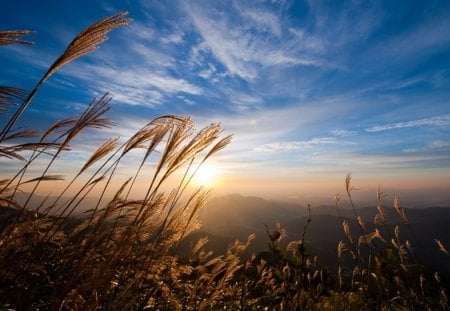 Good Morning - field, morning, sun, sky