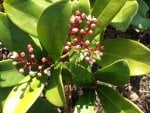 skimmia