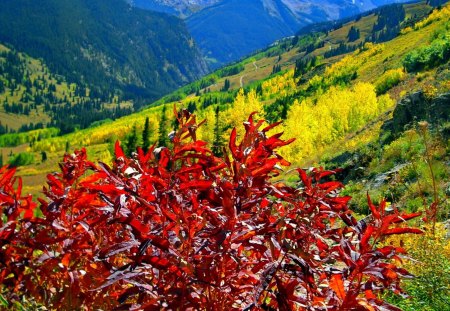 Mountain lit by the sun - lit, sunny, summer, bushes, grass, mountain, red, nice, sky, sun, greenery, trees, beautiful, lovely, slopes, colorful, nature, green, bright, clear