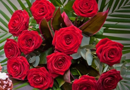 Lovely Flowers - flowers, rose, lovely, red