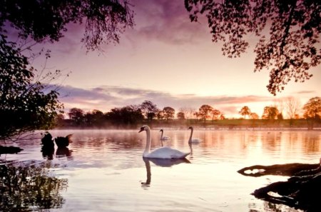 Evening Swans - wildlife, lakes, forest, animals, swans, trees, sunset, nature