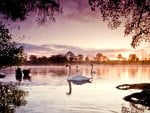 Evening Swans